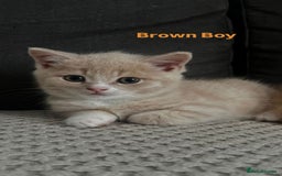 Mixed Breed cats for sale: 3 Cream Mixed Shorthairs - Image 13