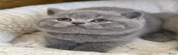 British Shorthair cats for sale: British Shorthair, championbloodline TICAPEDIGREE  - Advert 6