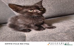 Scottish Fold cats for sale: Scottish fold kittens - Image 13