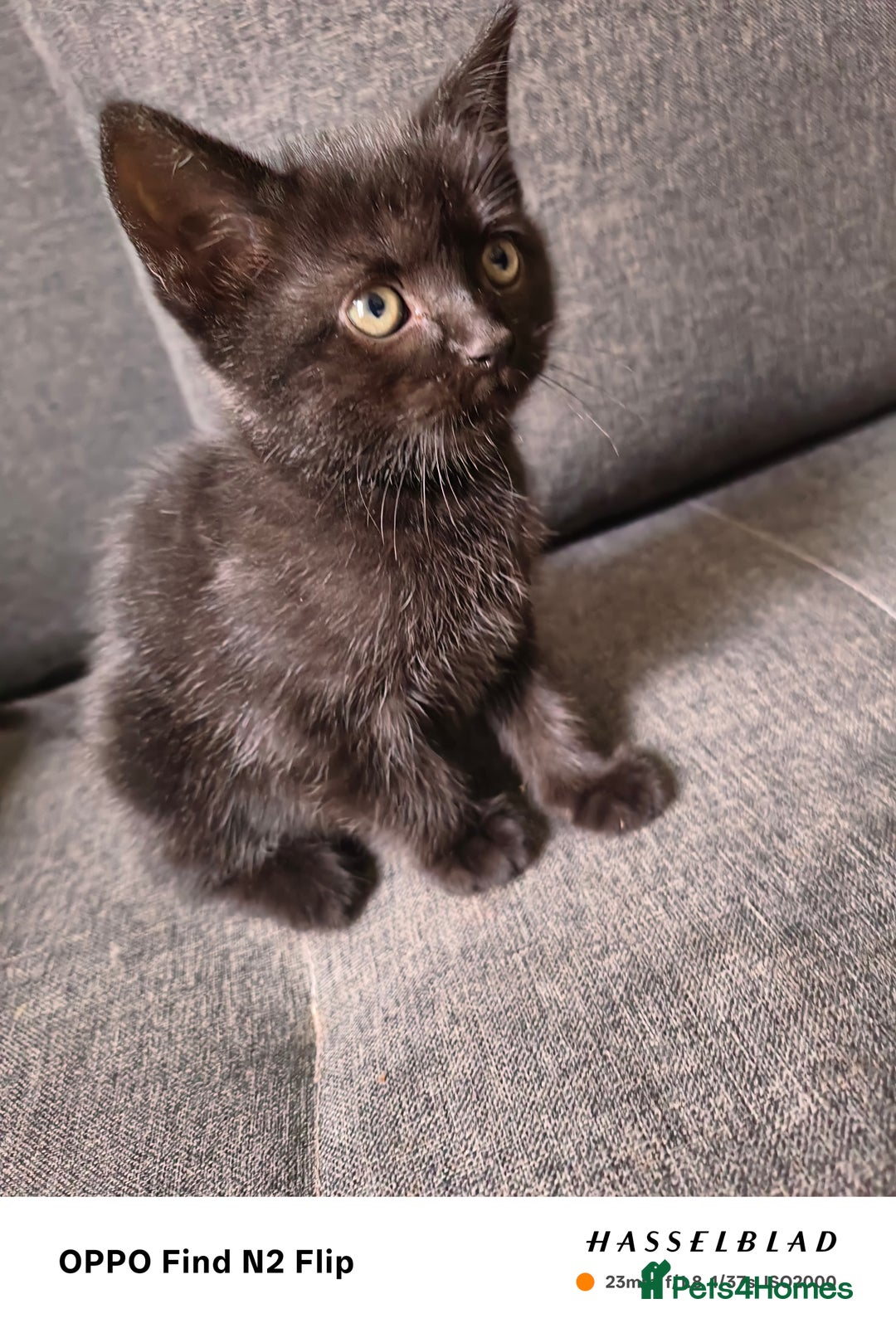 Scottish Fold cats for sale: Scottish fold kittens - Image 13
