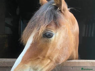 Riding pony horses ⭐️REDUCED⭐️ Bay Filly “FIZZI” for reluctant sale - Advert 10
