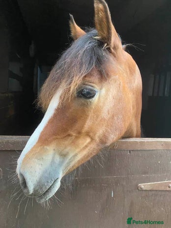 Riding pony horses ⭐️REDUCED⭐️ Bay Filly “FIZZI” for reluctant sale - Advert 1