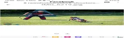 German Shepherd dogs for sale: K.C. reg GSD pups - Advert 5