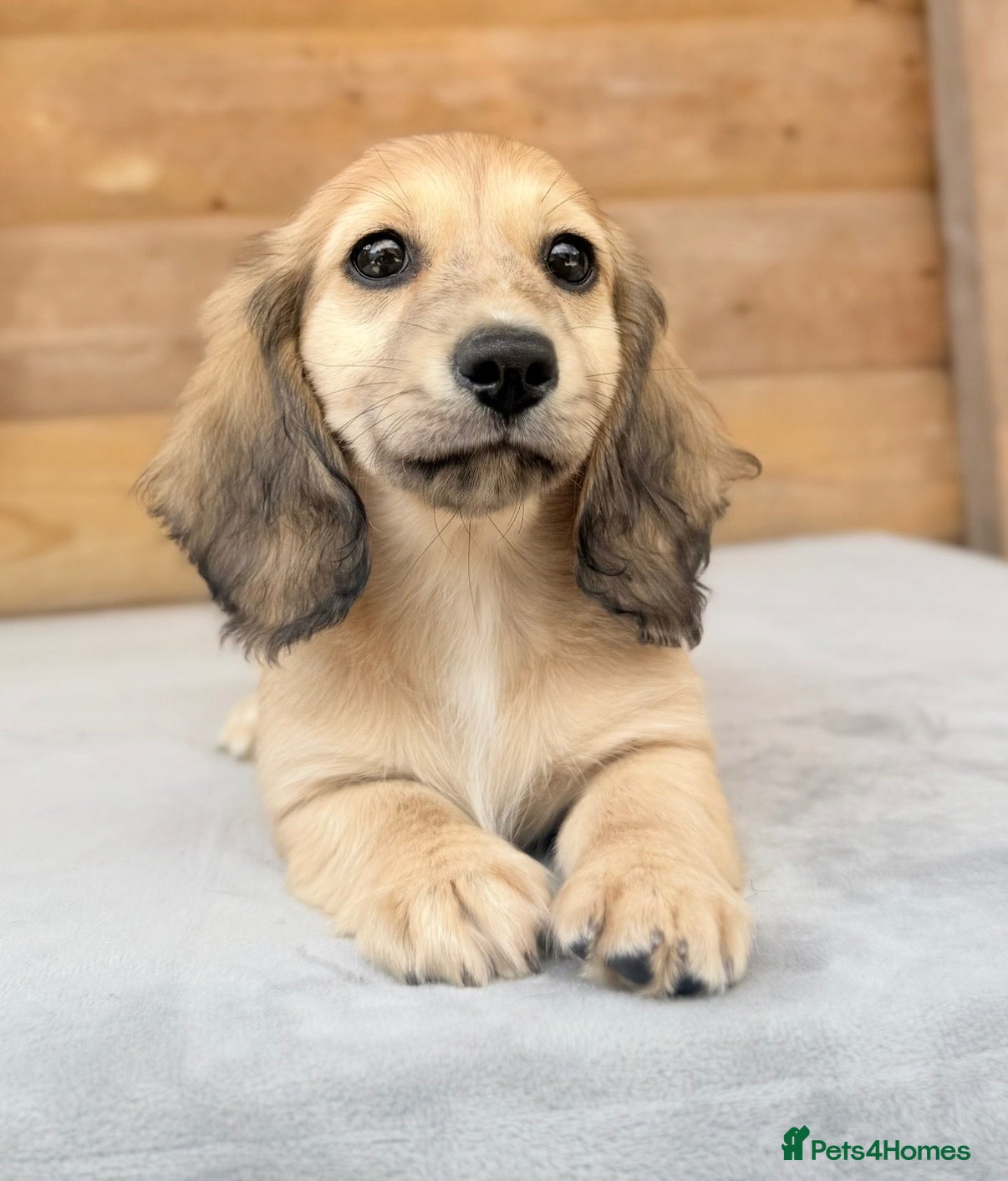 Miniature Dachshund dogs Long haired miniature dachshunds  - Advert 2