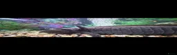 Axolotl reptiles for sale: Axolotyl Female Adult  - Advert 4