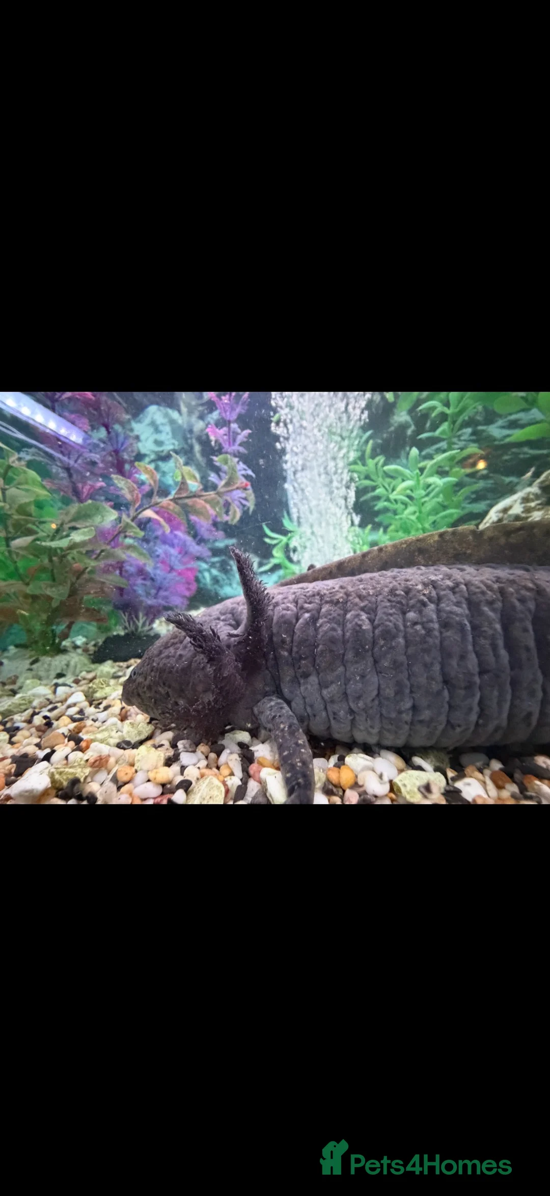 Axolotl reptiles for sale: Axolotyl Female Adult  - Advert 4