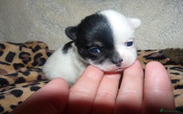 Pomeranian dogs for sale: Pomeranian puppies!  - Image 1