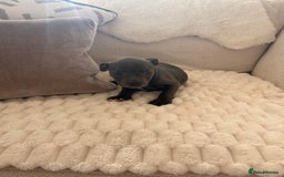 Staffordshire Bull Terrier dogs for sale: KC Registered Staffordshire Bull Terrier Puppies - Image 7