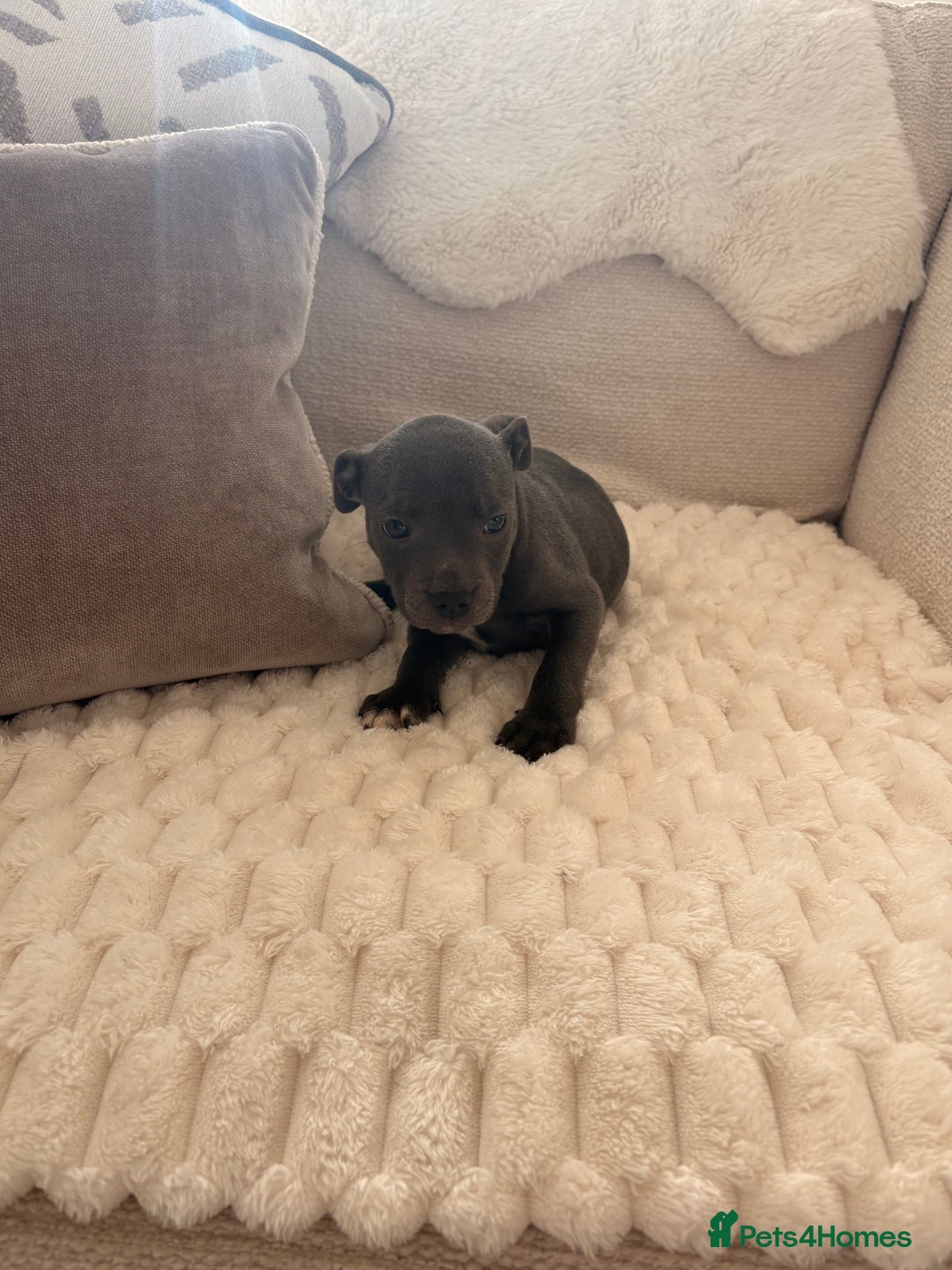 Staffordshire Bull Terrier dogs for sale: KC Registered Staffordshire Bull Terrier Puppies - Image 7