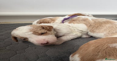 Double Doodle dogs - Advert 1