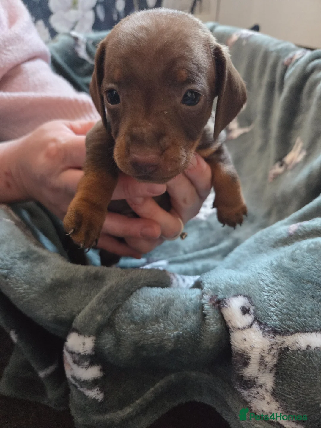 Miniature Dachshund dogs for sale: Beautiful Miniature dachshund pups  - Advert 2
