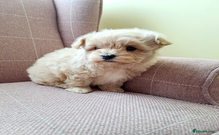 Maltipoo dogs - Advert 3