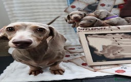 Miniature Dachshund dogs for sale: Gorgeous Miniature Dachshund Puppies Ready Soon! - Image 24