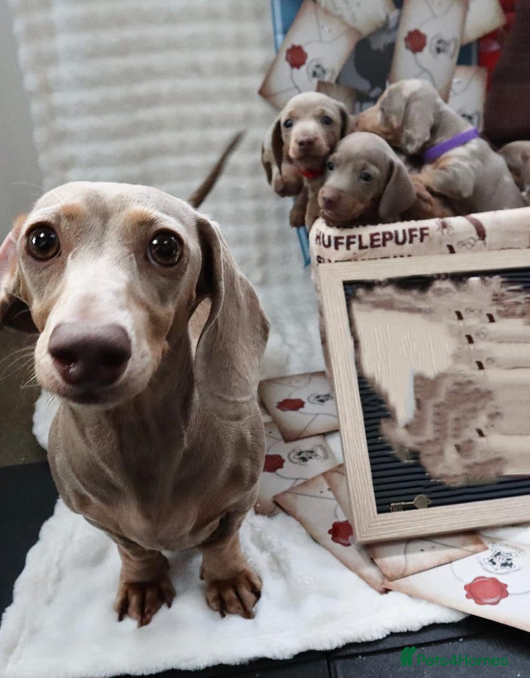 Miniature Dachshund dogs for sale: Gorgeous Miniature Dachshund Puppies Ready Soon! - Image 24
