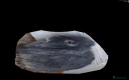 Mini Lop rabbits for sale: 6 beautiful mini lops both male amd female - Image 8