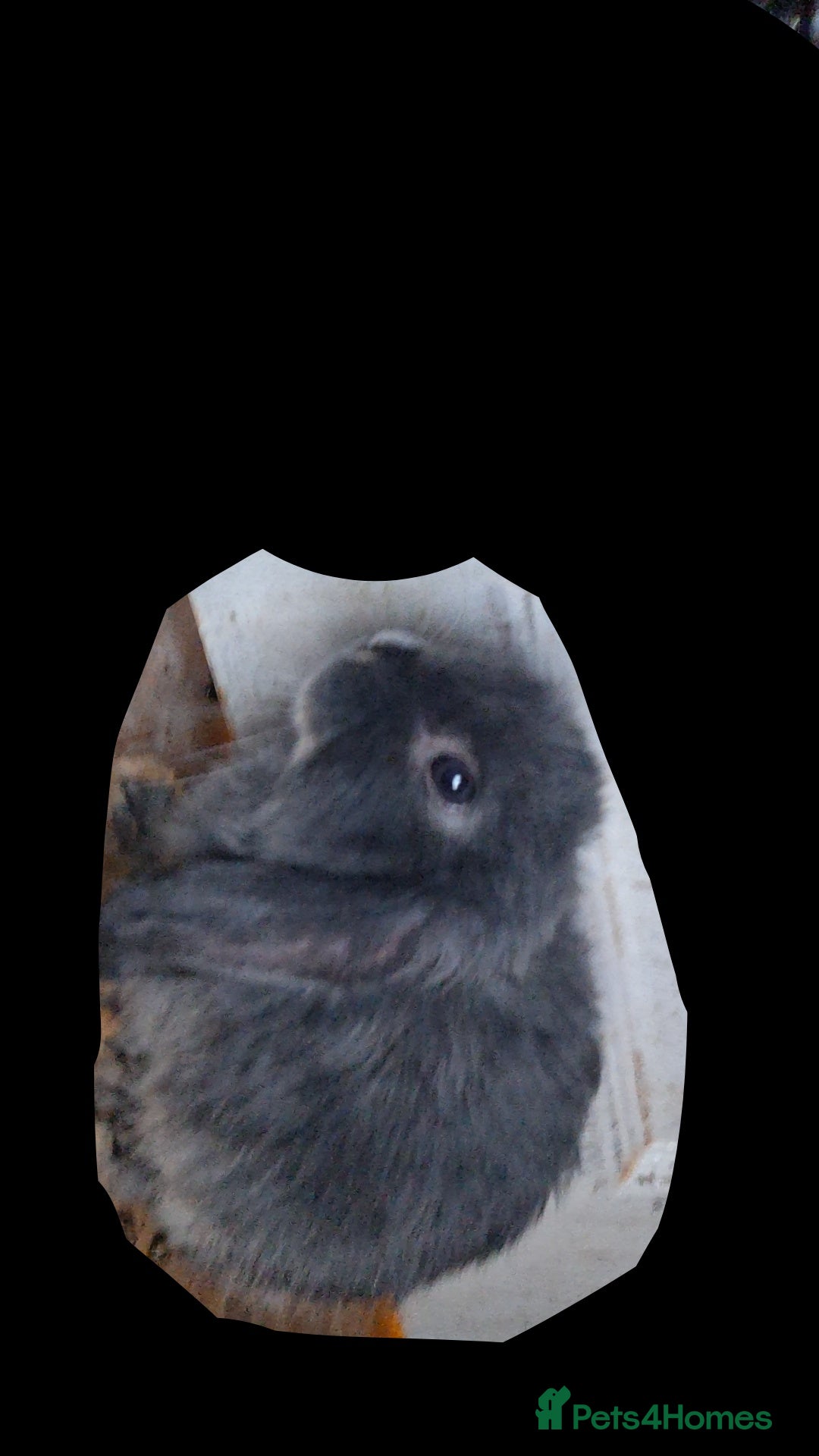 Mini Lop rabbits for sale: 6 beautiful mini lops both male amd female - Image 8