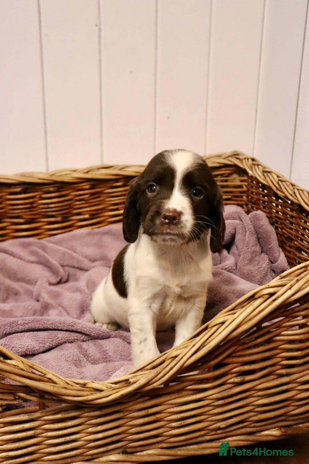 English Springer Spaniel dogs for sale: Working Bred Springer Spaniel Puppies For Sale.  - Image 25