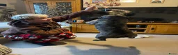 French Bulldog dogs for sale: 5-Year-Old French Bulldog  - Advert 3