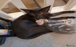 Maine Coon cats for sale: Gorgeous Maine Coon Cross Siamese kittens - Image 9