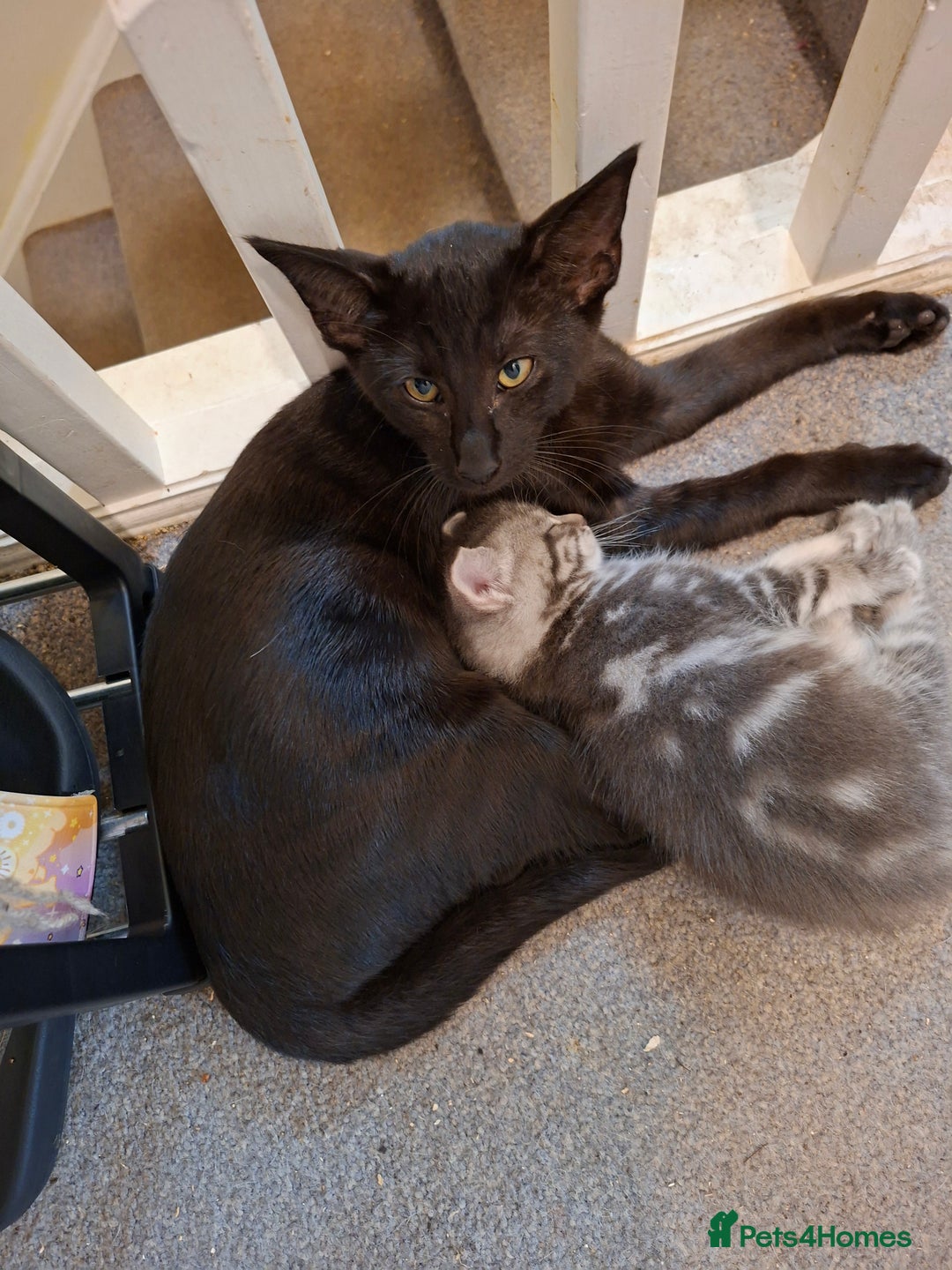 Maine Coon cats for sale: Gorgeous Maine Coon Cross Siamese kittens - Image 9