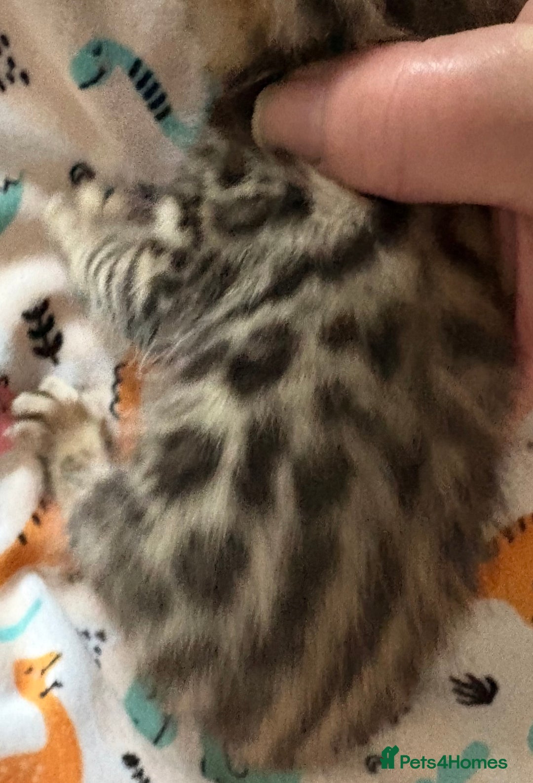 Bengal cats for sale: Stunning Tica reg Bengal kittens  - Advert 14