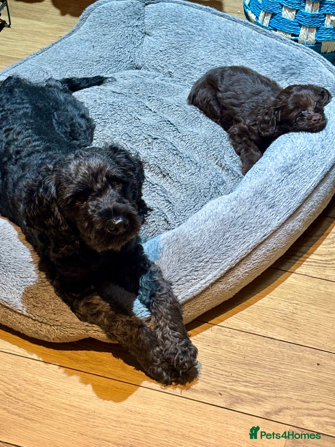 Cavapoo dogs for stud: Proven Black Cavapoo Stud- DNA Health tested  - Advert 3