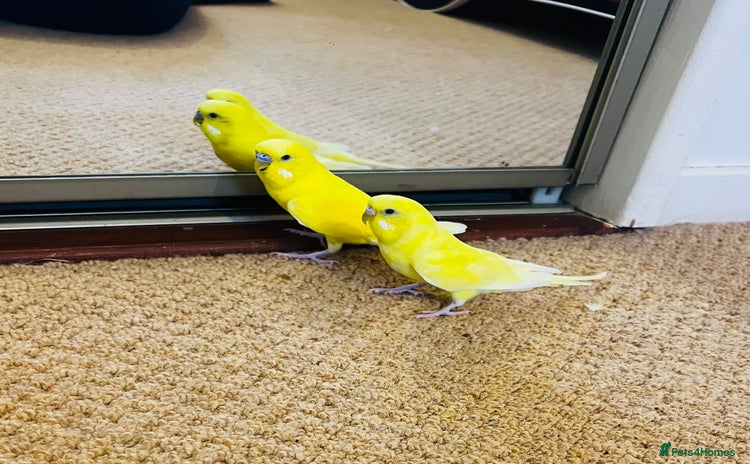 Budgerigars birds - Advert 1