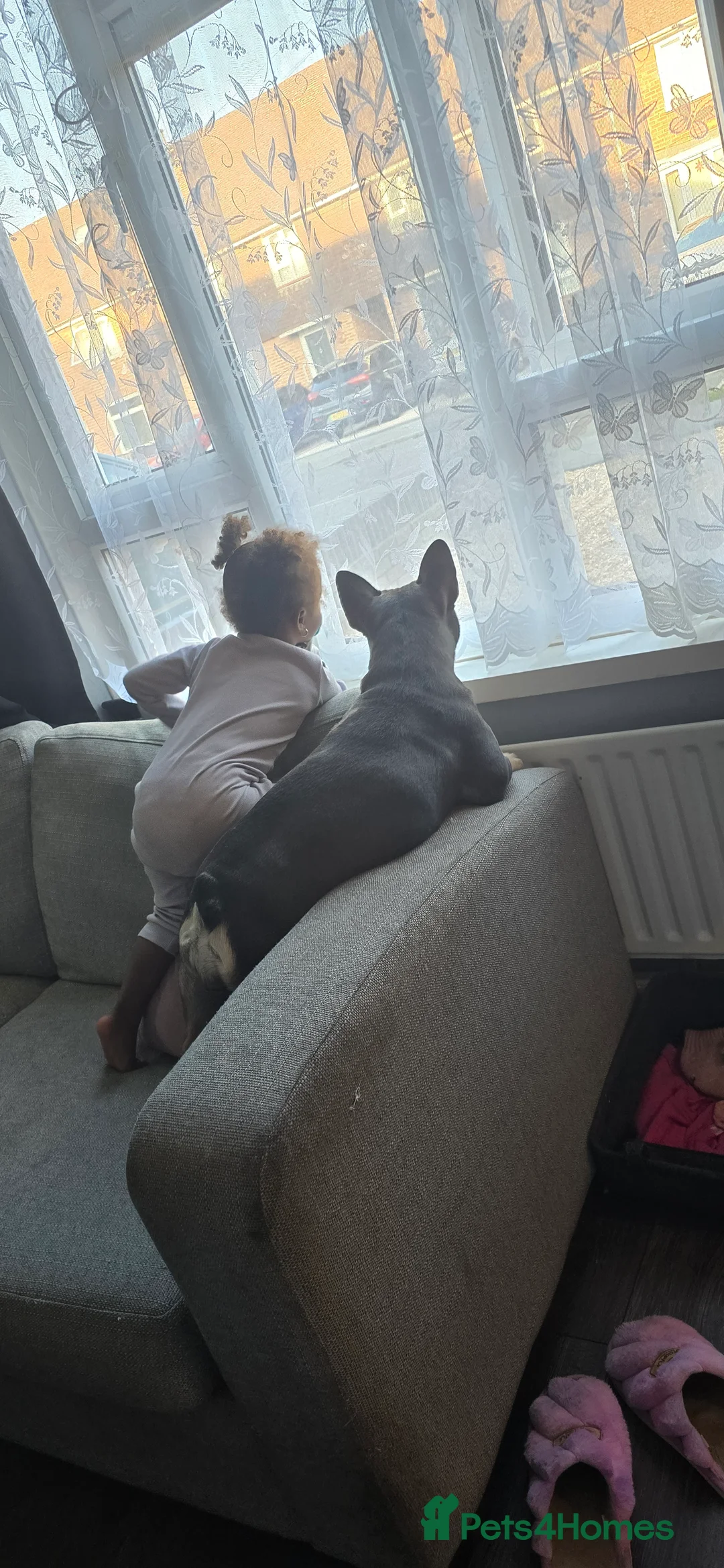 French Bulldog dogs for sale: French bulldog  - Advert 13