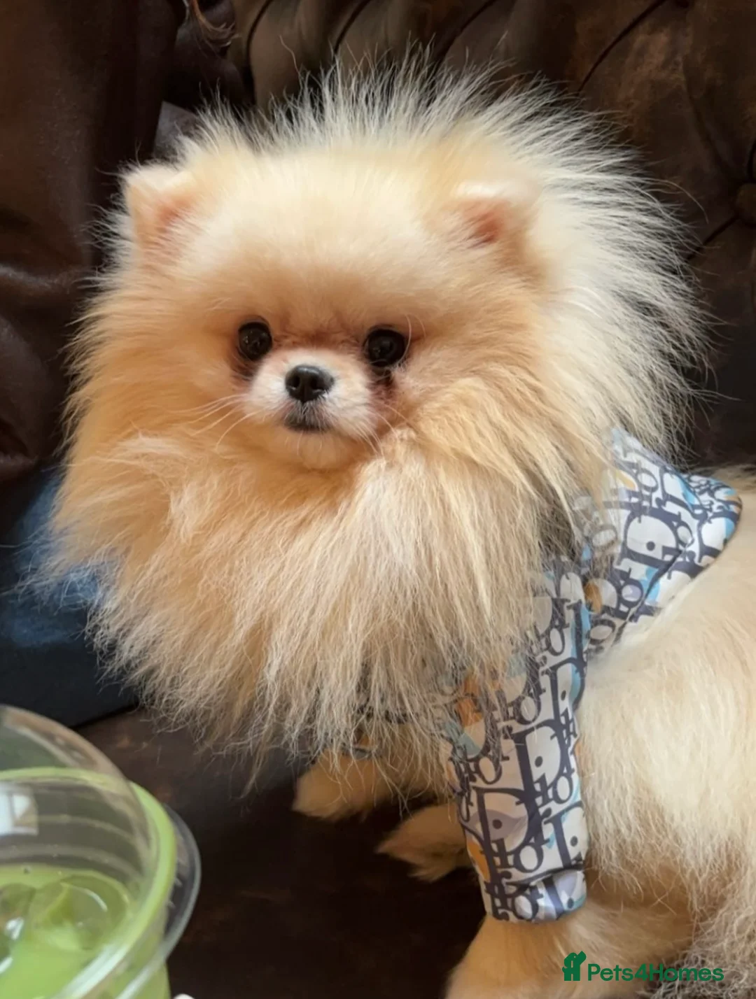 Pomeranian dogs for sale: Teddy Bear Pomeranians  - Advert 6