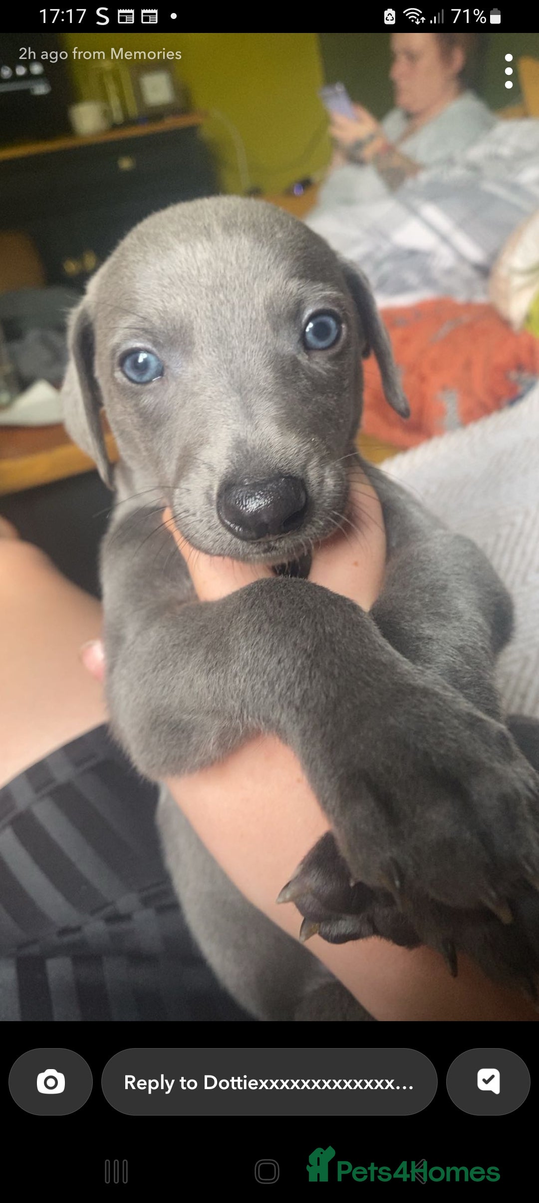 Whippet dogs for sale: 2 whippet pups left ( 1 bitch & 1 boy) - Image 17
