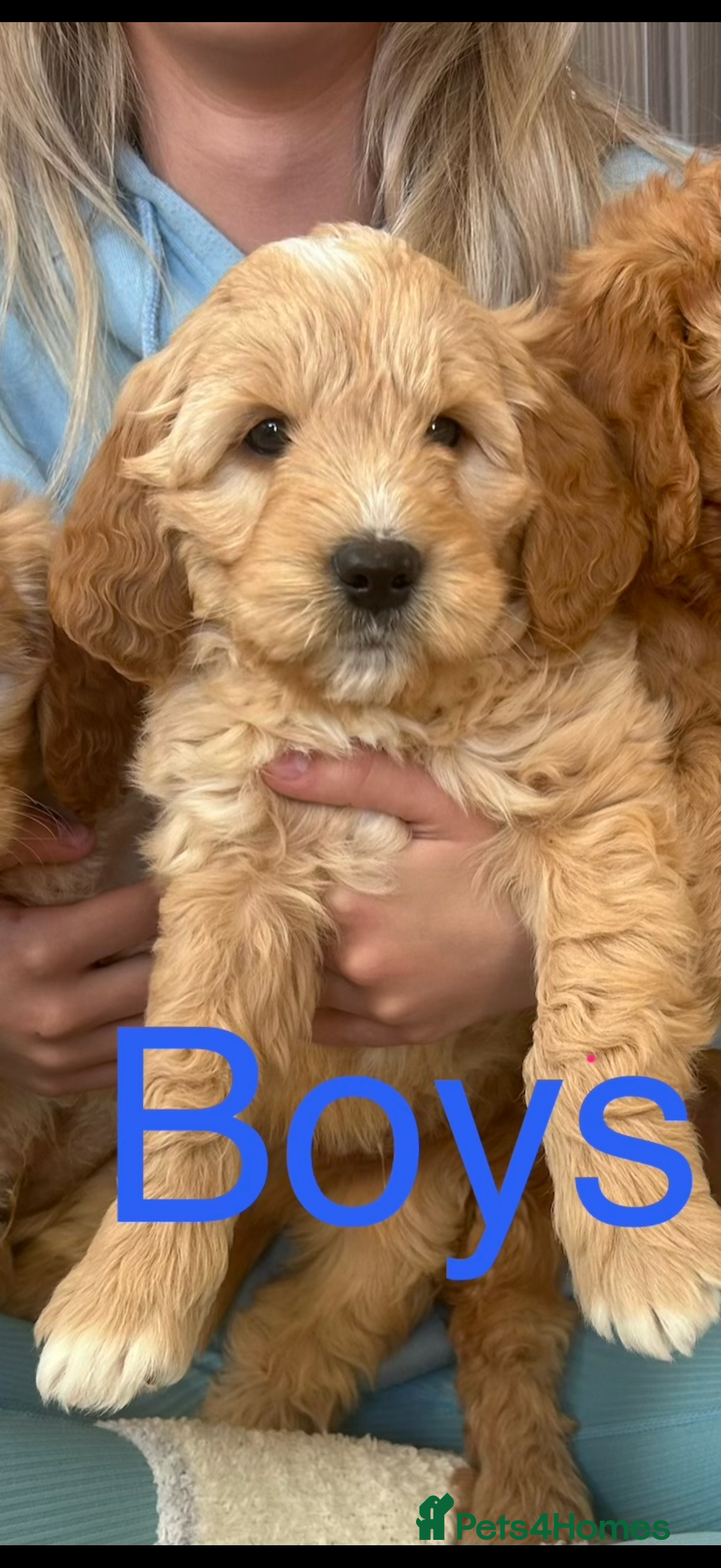 Mini Goldendoodle dogs Ready now Lovely Golden doodle puppies ready now  - Advert 1