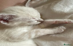 Ragdoll cats for sale: 3 Rag Cross Kittens - Image 13