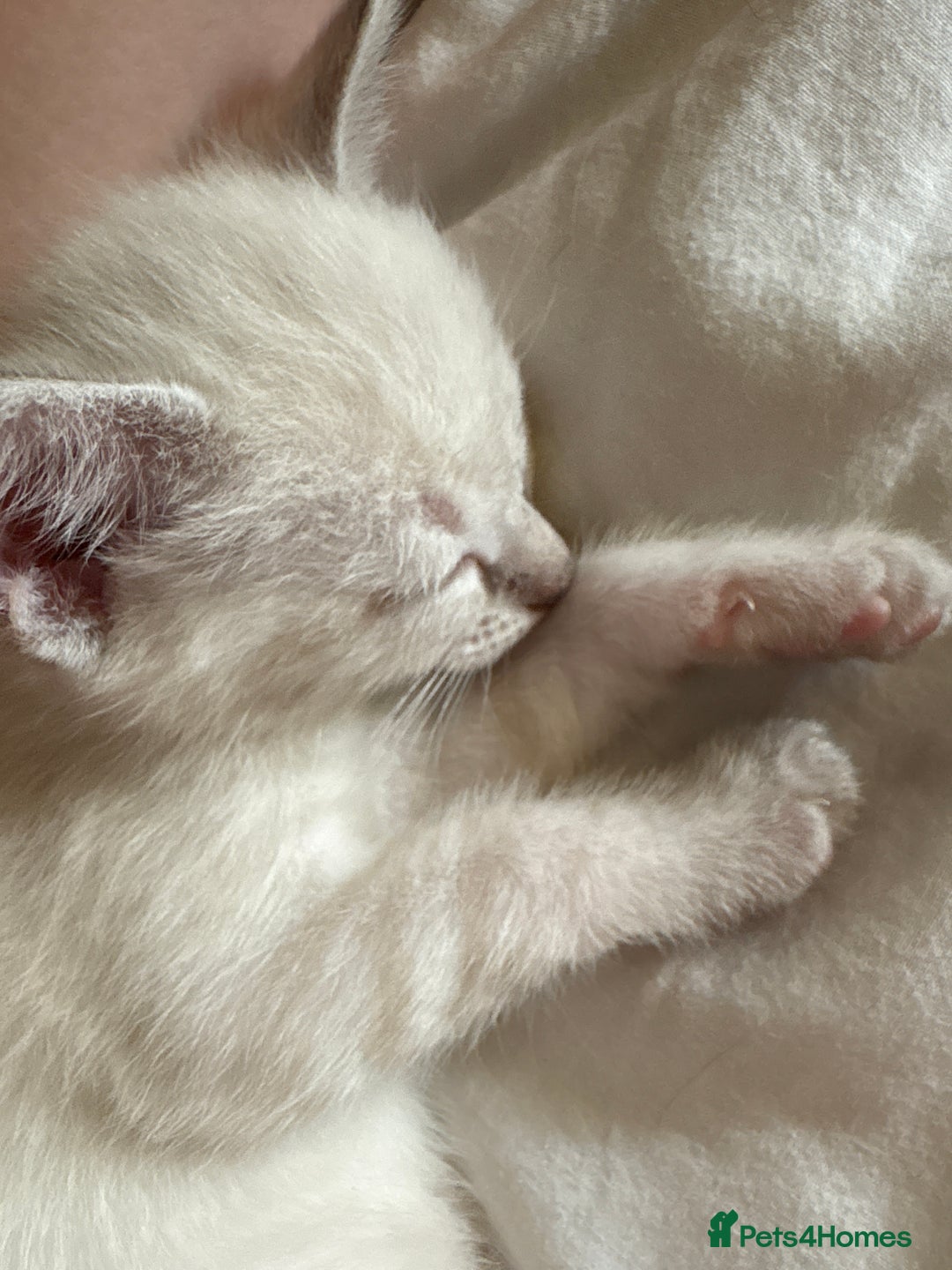 Ragdoll cats for sale: 3 Rag Cross Kittens - Image 13