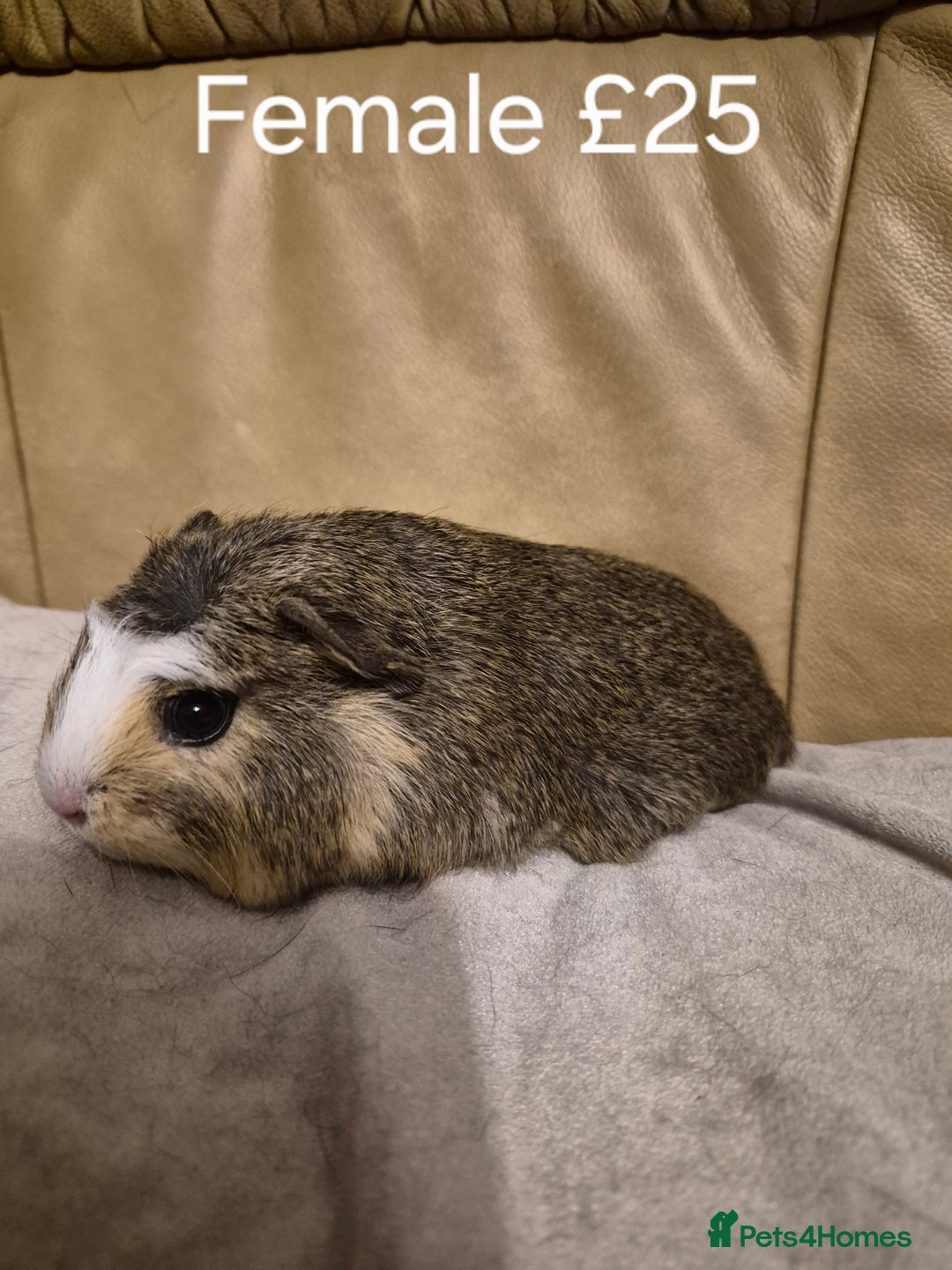 Guinea Pig rodents for sale: 5 Adorable Female Baby Guinea Pigs - Advert 5