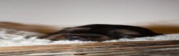 Miniature Dachshund dogs for sale: Miniature Long Haired Dachshund Puppies Available! - Advert 5