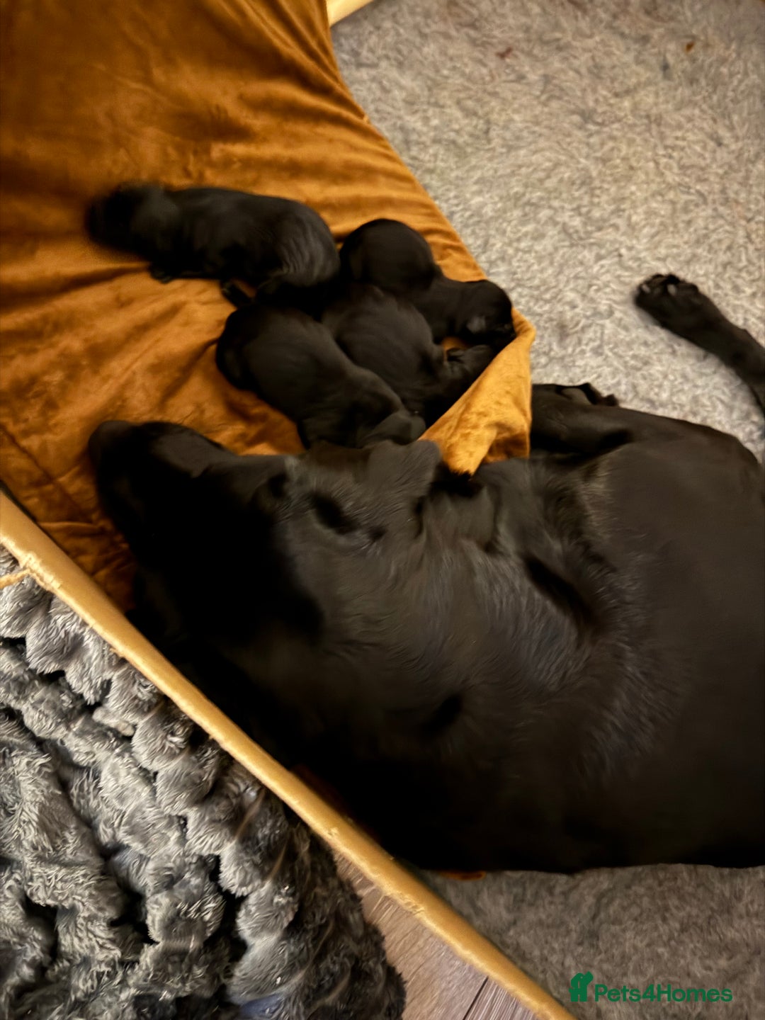 Labrador Retriever dogs for sale: KC registered labrador puppies  - Image 2