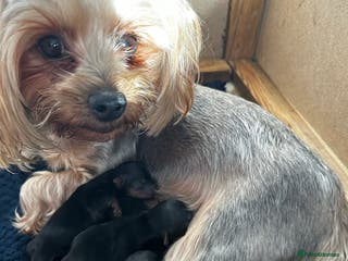 Yorkshire Terrier dogs Tiny Yorkshire terrier puppies - Advert 9