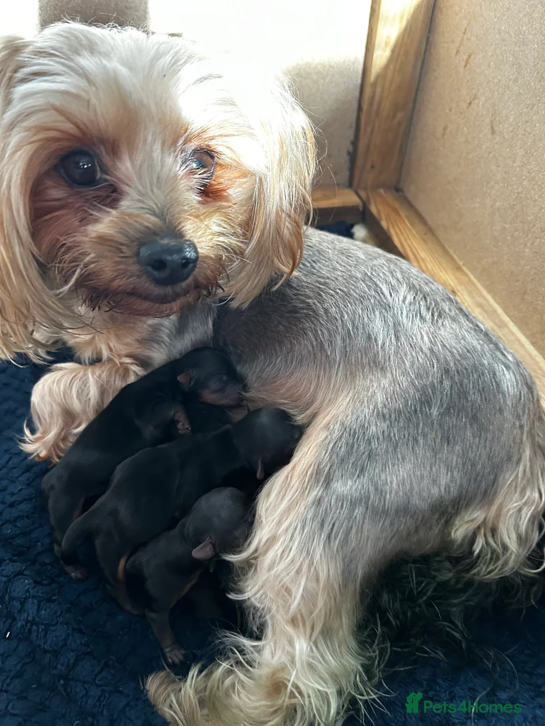 Yorkshire Terrier dogs for sale: Yorkshire terrier puppies  - Advert 3