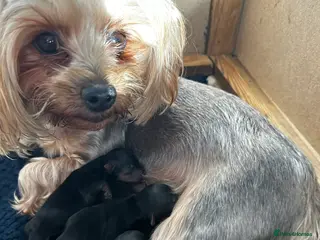 Yorkshire Terrier dogs Tiny Yorkshire terrier puppies - Advert 3