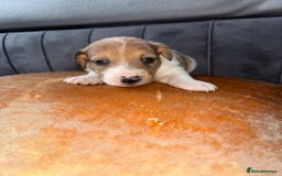 Jack Russell dogs for sale: One boy and one girl Jack Russell left  - Image 11