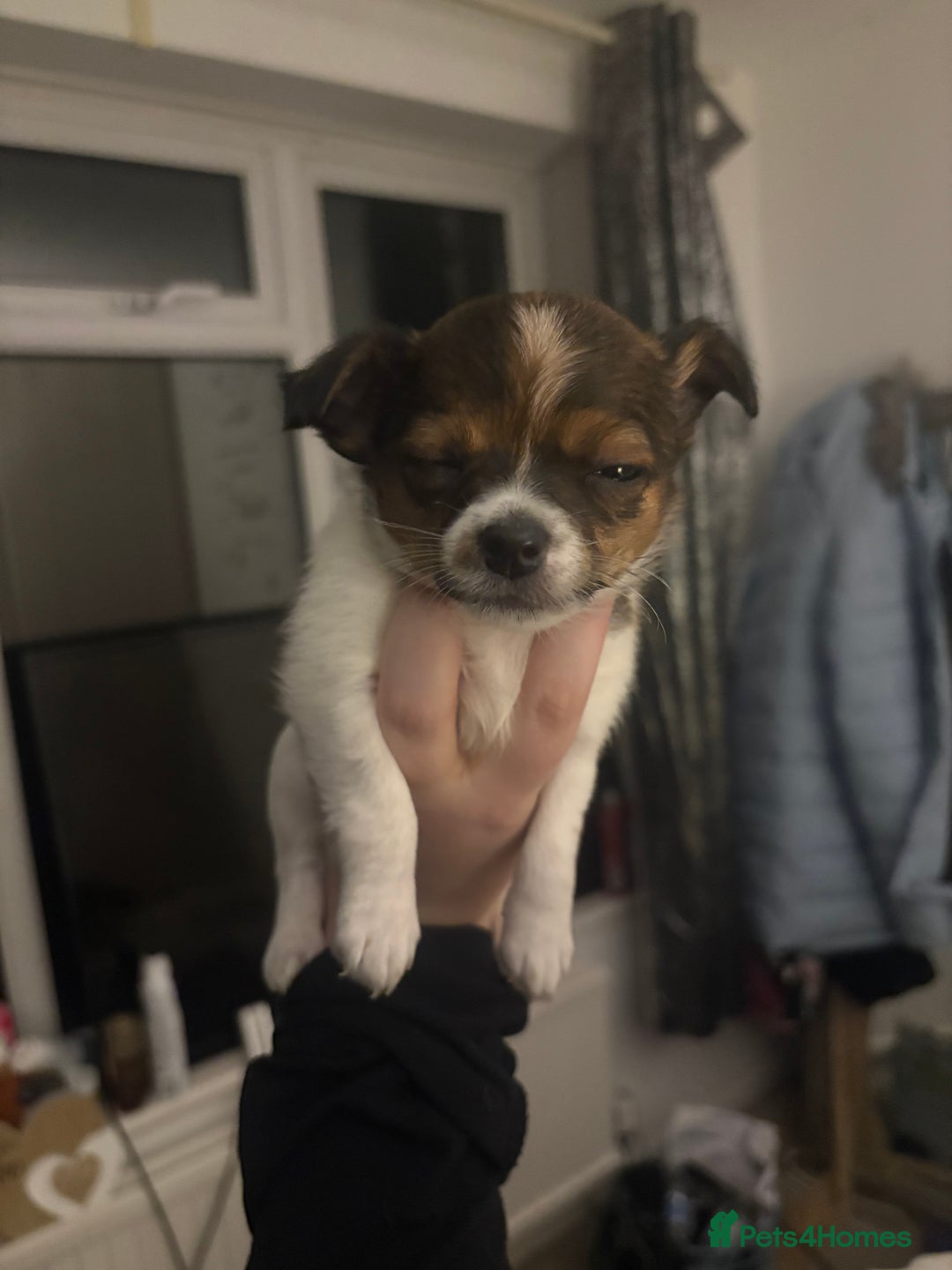 Mixed Breed dogs for sale: Jack Russell Chihuahua Puppies🐾 - Image 4