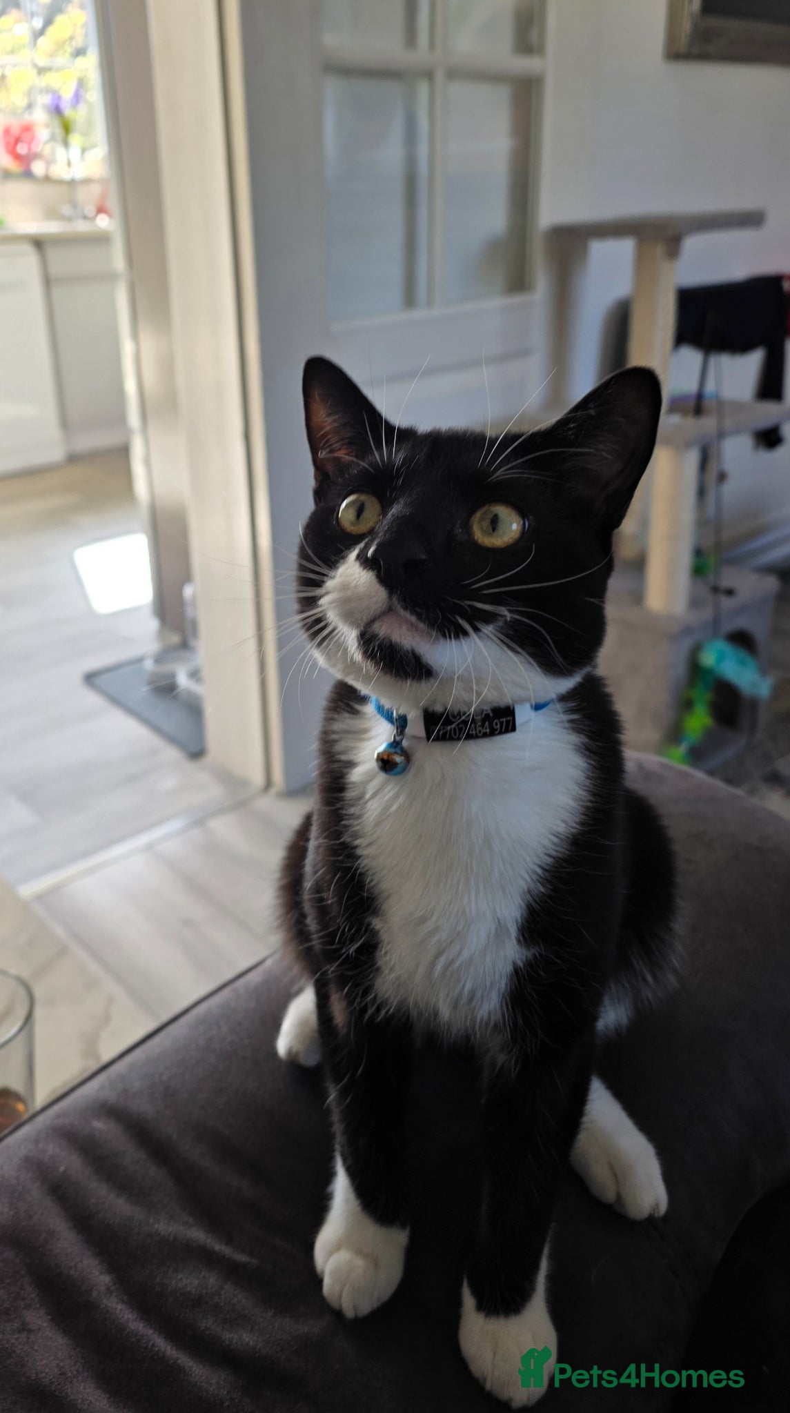 Domestic Shorthair cats Cola - playful & cuddly  - Advert 3