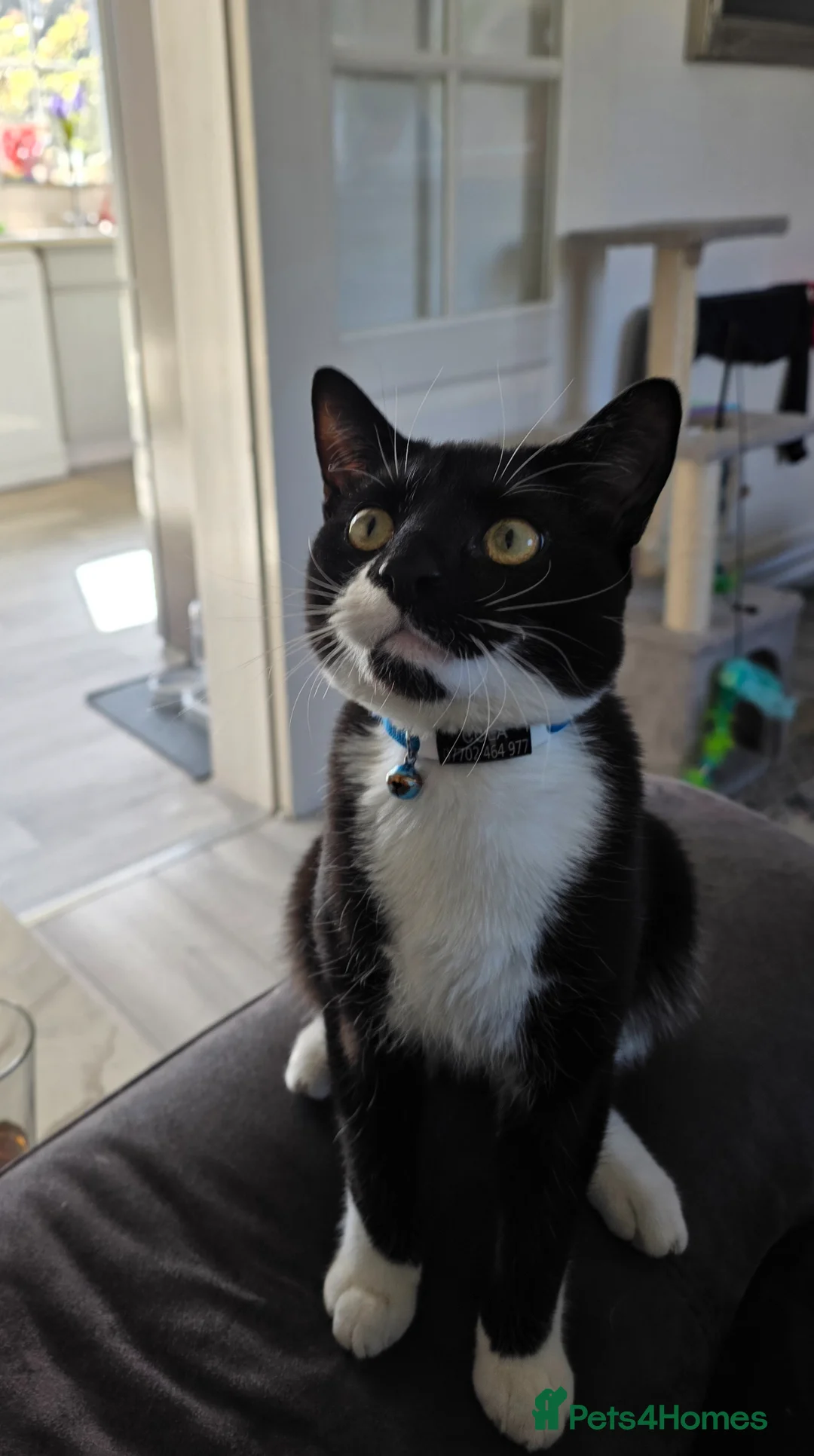 Domestic Shorthair cats for sale: Cola - playful & cuddly  - Advert 1