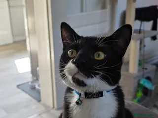 Domestic Shorthair cats Cola - playful & cuddly - Advert 3