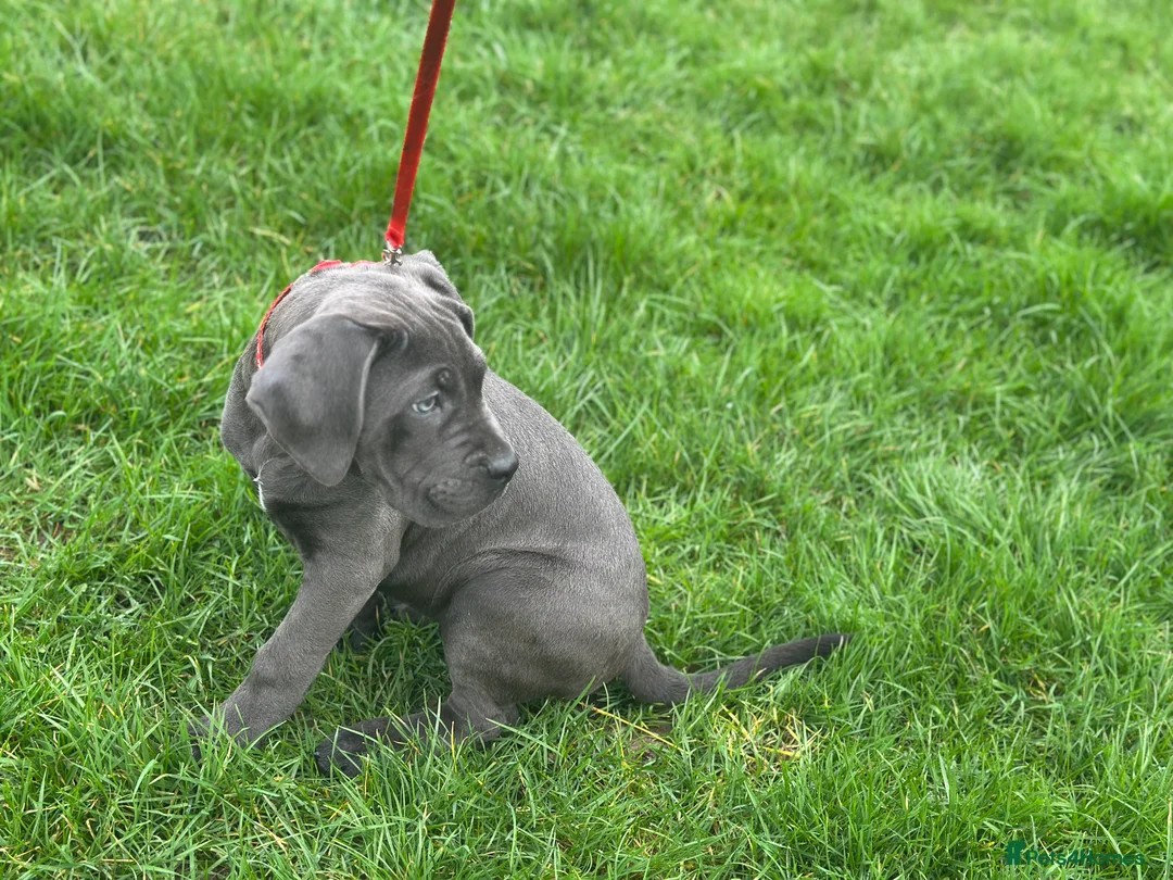 Cane Corso dogs for sale: ❤️CaneCorsoItaliano Female ❤️ offers welcome  - Advert 2