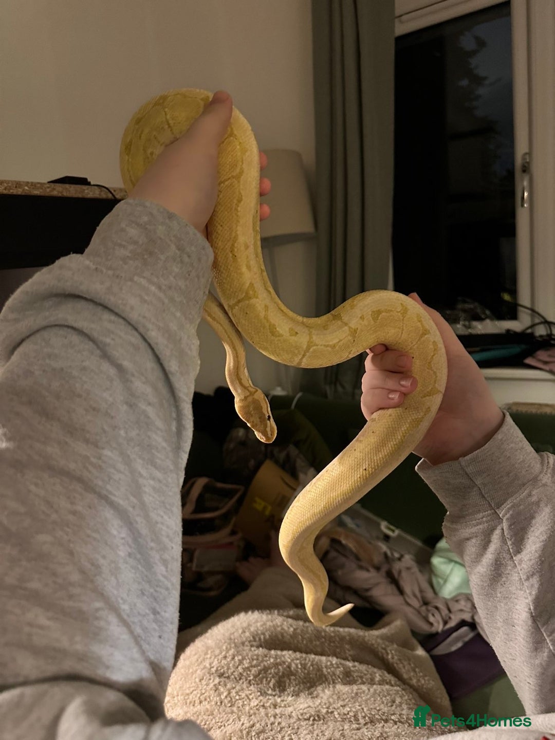 Python Snake reptiles for sale: Male banana pinstripe ball python - Advert 2