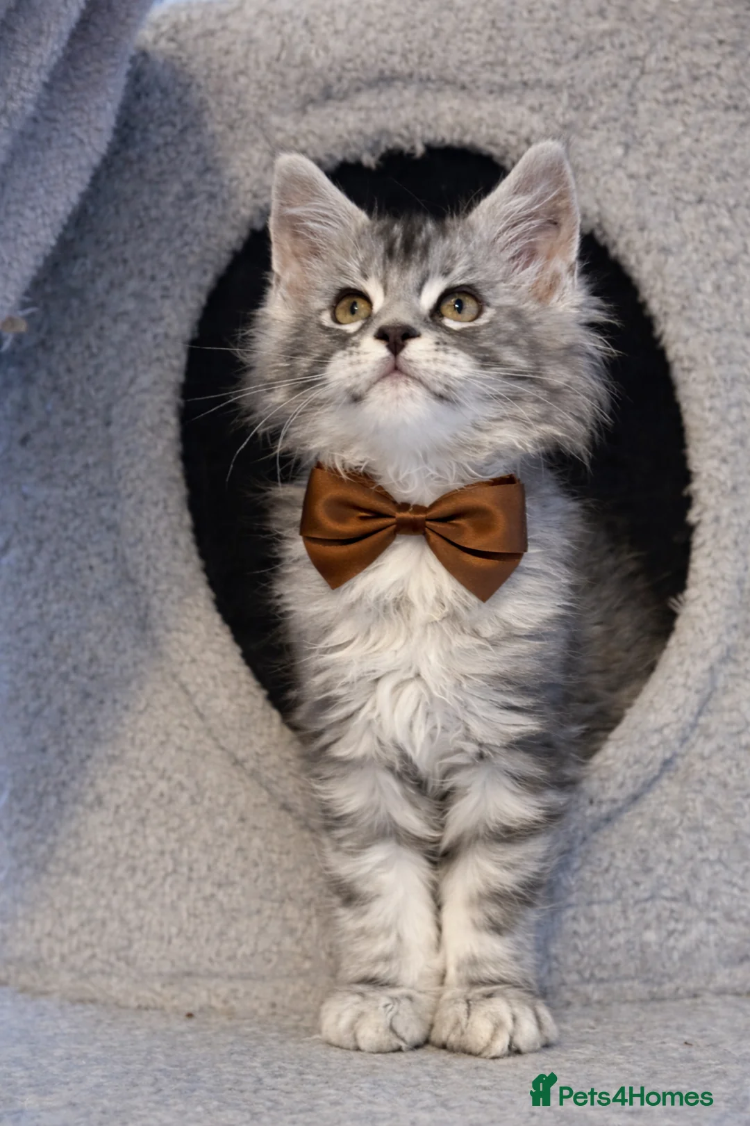 Maine Coon cats for sale: Champion blood line kittens  - Advert 10