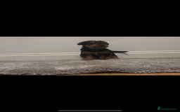 Airedale Terrier dogs for sale: Champion Coralita Airedale puppies  - Image 16