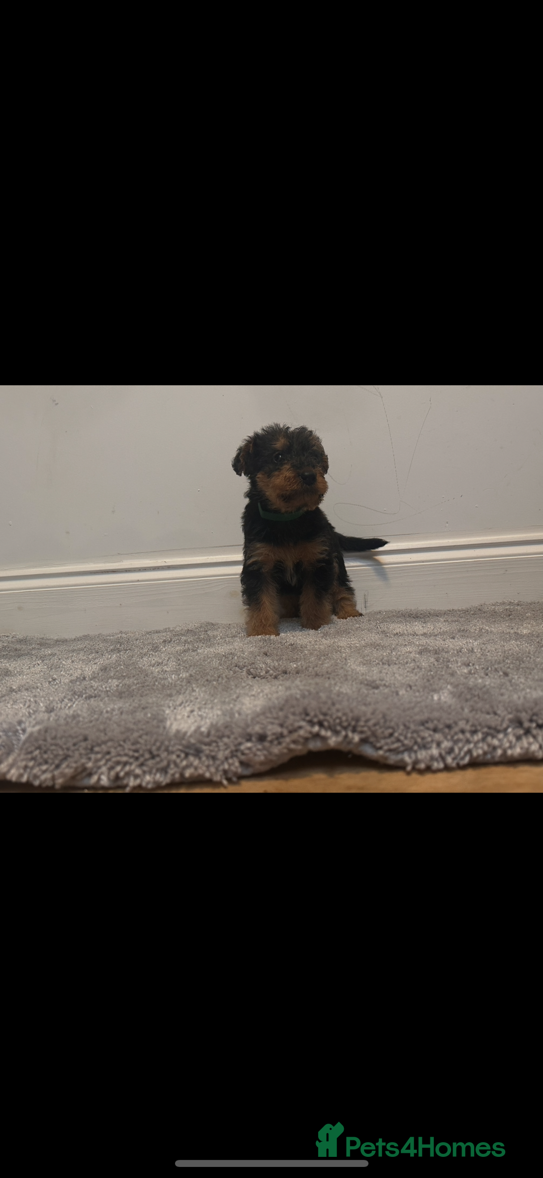 Airedale Terrier dogs for sale: Champion Coralita Airedale puppies  - Image 16