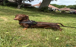 Miniature Dachshund dogs for stud: Chocolate and Tan Miniature Dachshund stud in Walsall - Image 2